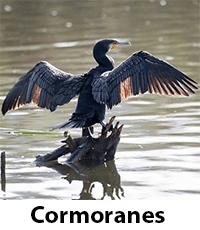 Cormoranes